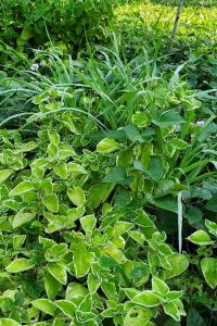 Oregano, lemon grass and sweet potato