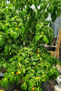 Habanero plant