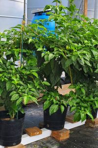 habanero plants