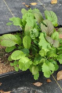 Mixed Premium Greens