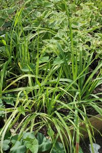 oregano, lemon grass, and sweet potato
