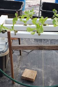 mini NFT experiment