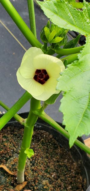 Okra