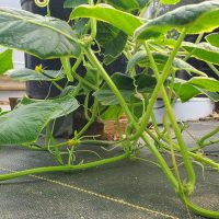 Cucumber Cucumber