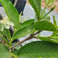 Guava blooming Guava