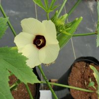 Okra Okra