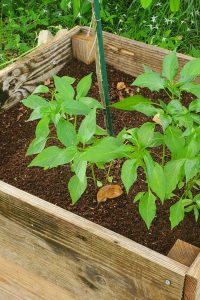 Cayenne Peppers Cayenne Peppers