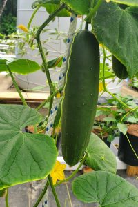 Cucumbers Cucumbers