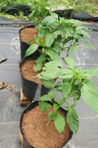 Bell Peppers Bell Peppers