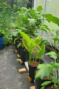 Eggplant and Turmeric Eggplant and Turmeric