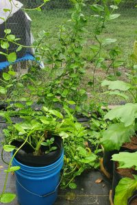 Native spinach Native spinach