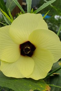Okra Flower