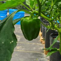 First Bell pepper of the season